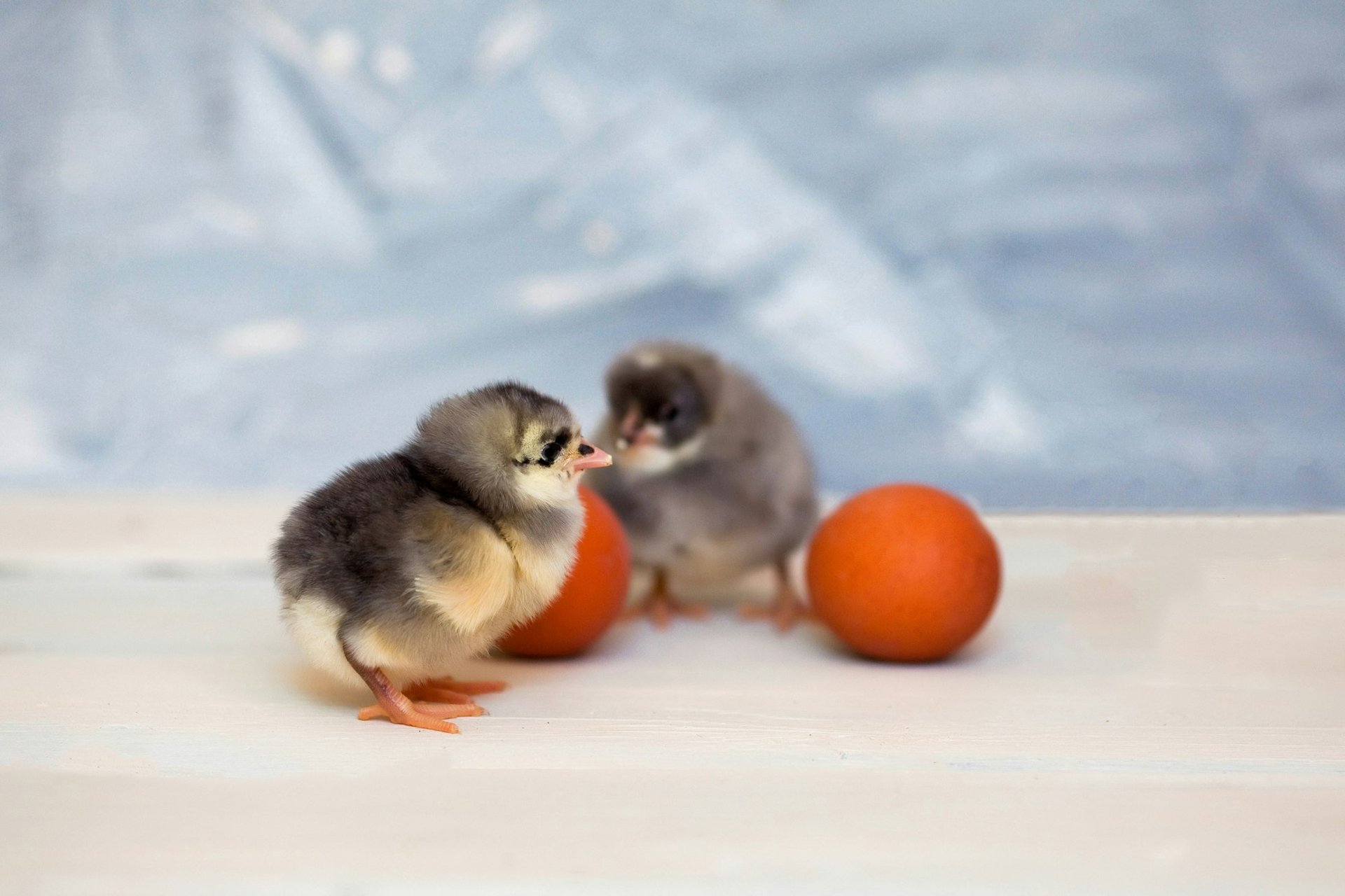 What solutions to optimize your hatchery? - Dooliblog